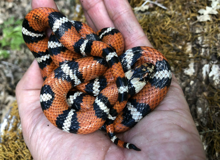 California Mountain Kingsnake